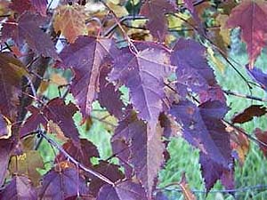 Acer ginnala 'Flame'