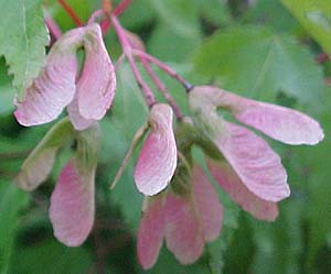 Acer ginnala 'Flame'