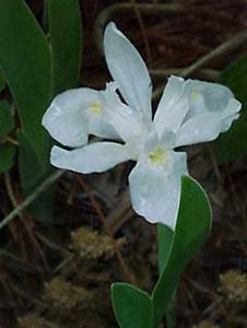 Iris cristata 'Alba'