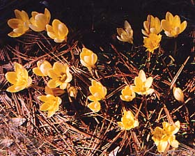 Crocus chrysanthus Probably 'Gypsy Girl'