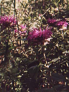 Monarda didyma 'Croftway Pink'