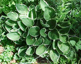 Hosta 'Crown Imperial'