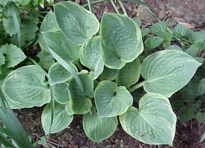 Hosta 'Crusader'