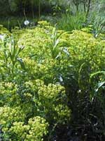 Euphorbia cyparissus (species)