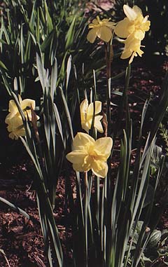 Narcissus 