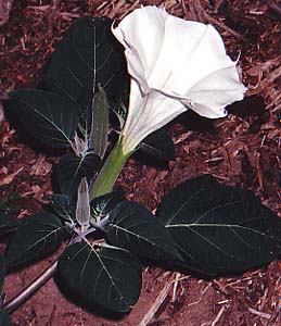 Datura 