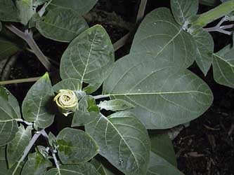 Datura 