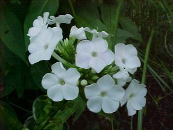 Phlox paniculata 'David'