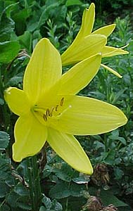 Hemerocallis Unknown