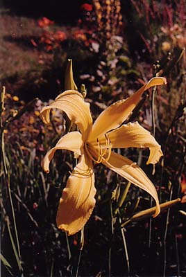 Hemerocallis 'Spider Web'