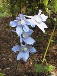 Delphinium X belladonna 