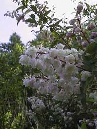 Deutzia scabra 'Gotshall Pink'