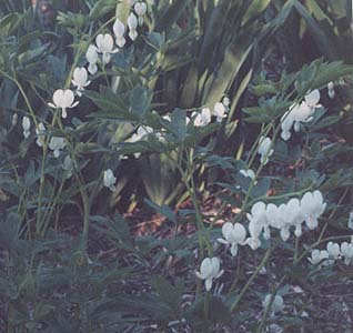 Dicentra alba 