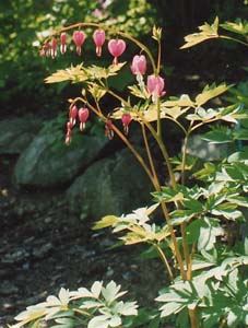 Dicentra spectabilis 