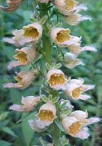 Digitalis ferroginea 