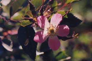 Rosa rubrifolia 