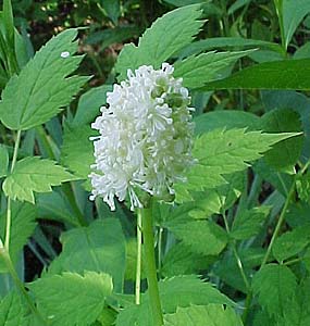 Actaea pachypoda (species)