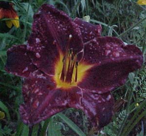 Hemerocallis 'Dominic'