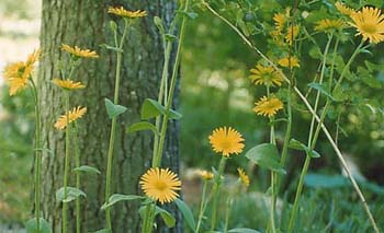 Doronicum orientale 