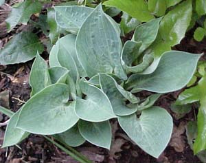 Hosta 'Dorset Blue'