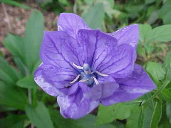 Platycodon Double Balloon Flower