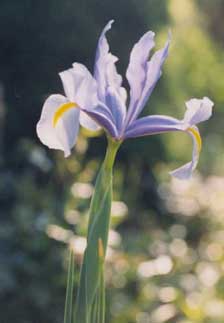 Iris hollandica Mixed