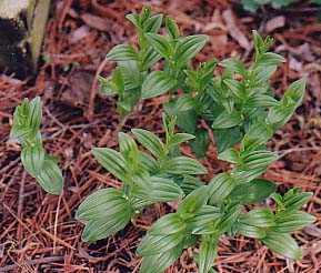 Polygonatum humile 