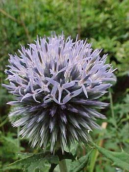 Echinops ritro 'Taplow Blue'