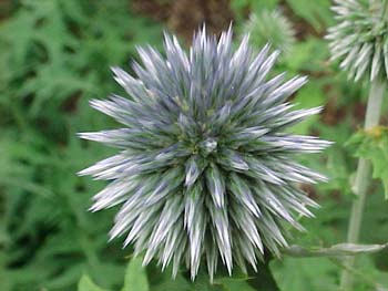 Echinops ritro 'Taplow Blue'