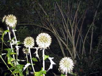 Echinops ritro 'Taplow Blue'