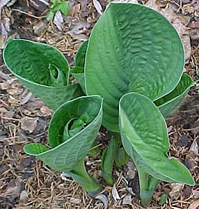 Hosta 'Edge of Night'