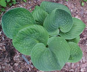 Hosta 'Edge of Night'