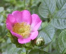 Rosa eglanteria 