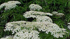 Sambucus canadensis 'Adams'