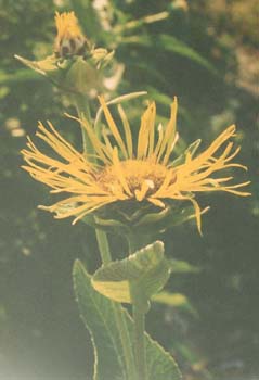 Inula helenium 