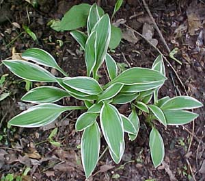 Hosta 'Elfin Power'