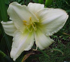 Hemerocallis 'Elizabeth Yancy'