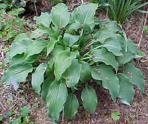 Hosta 'Elvis Lives'