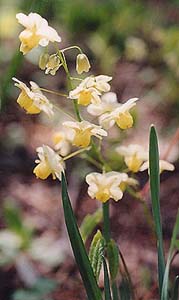 Epimedium versicolor 'Sulphureum'