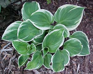 Hosta 'Fair Maiden'