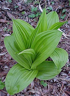 Veratrum viride 