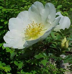 Rosa hugonis 'Father Hugo'