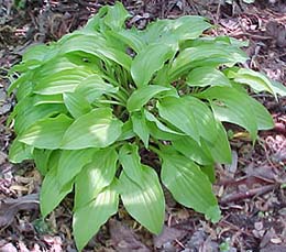 Hosta 'Feather Boa'