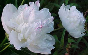 Paeonia officinalis 'Festiva Maxima'