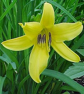 Hemerocallis flava 