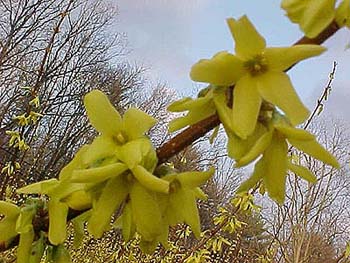 Forsythia intermedia 