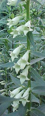 Digitalis lutea 