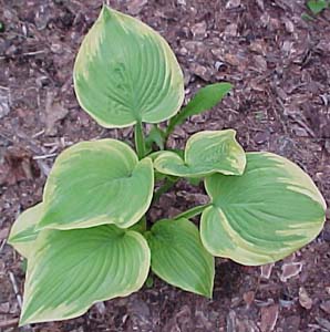 Hosta 'Fragrant Bouquet'