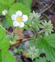 Fragaria 'Fraise de Bois'