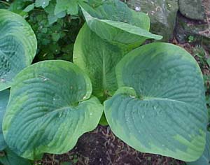 Hosta 'Frances William'